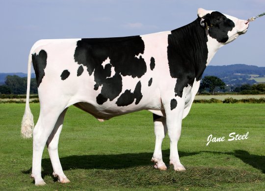 İthal Holstein Sperması