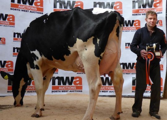 İthal Holstein Sperması