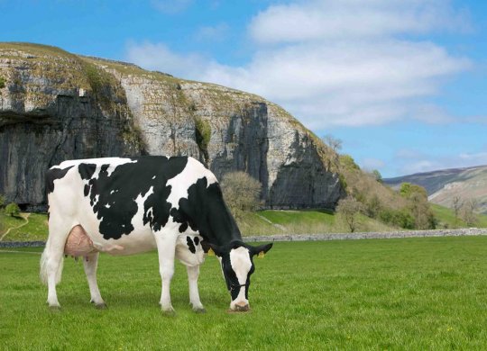 İthal Holstein Sperması