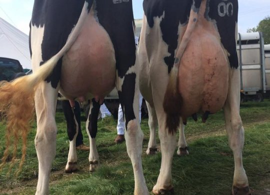 İthal Holstein Sperması
