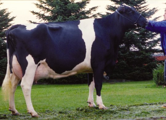 İthal Holstein Sperması