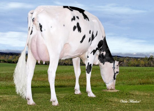 İthal Holstein Sperması