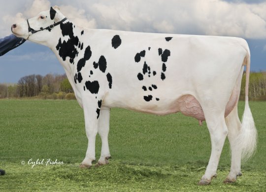 İthal Holstein Sperması