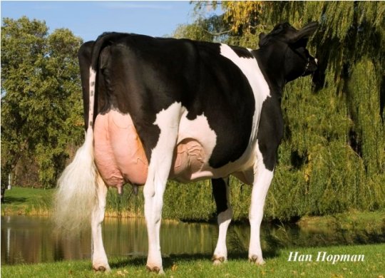 İthal Holstein Sperması