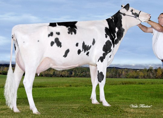 İthal Holstein Sperması