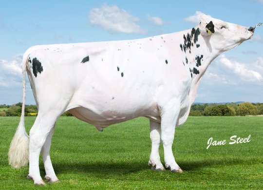 İthal Holstein Sperması