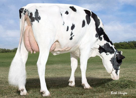 İthal Holstein Sperması
