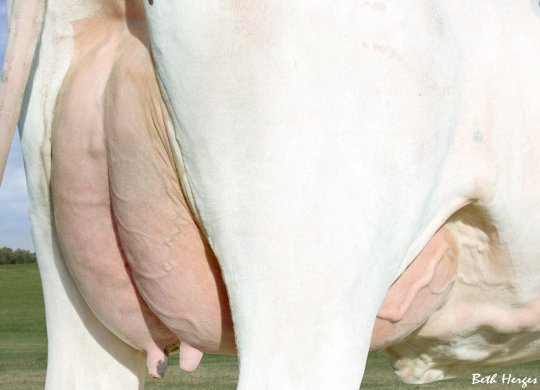 İthal Holstein Sperması