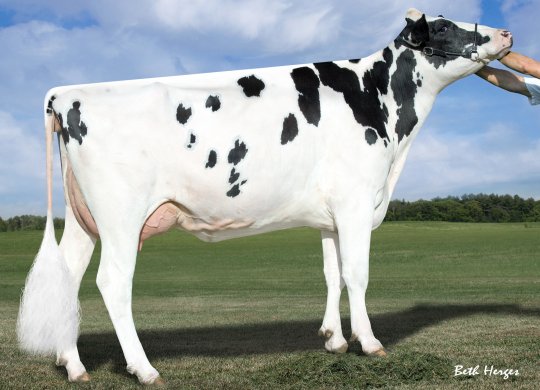 İthal Holstein Sperması