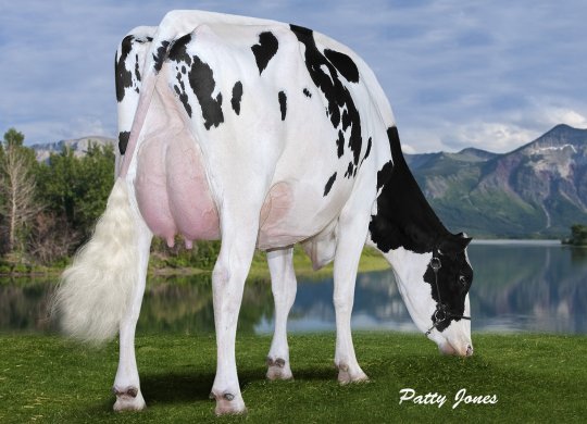İthal Holstein Sperması
