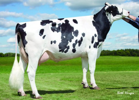 İthal Holstein Sperması
