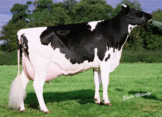İthal Holstein Sperması