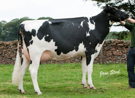 İthal Holstein Sperması
