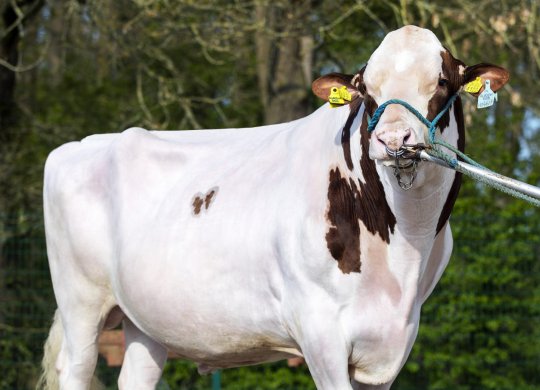 İthal Holstein Sperması