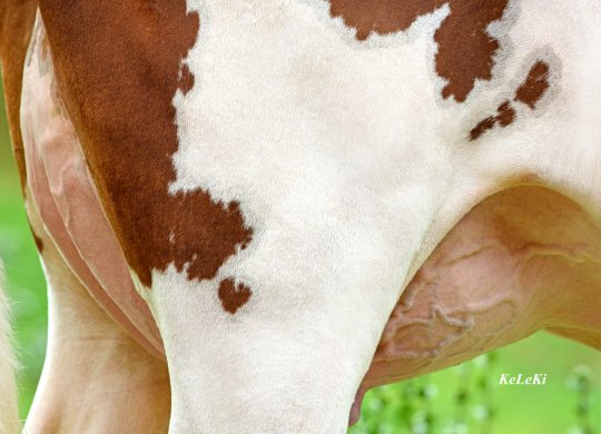 İthal Holstein Sperması