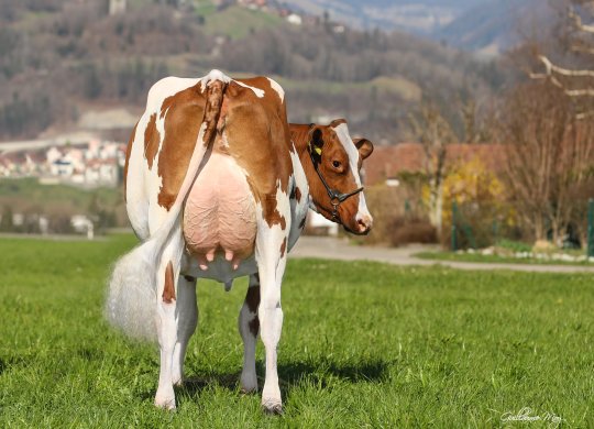 İthal Holstein Sperması
