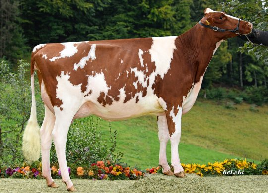 İthal Holstein Sperması