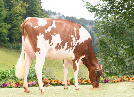 İthal Holstein Sperması