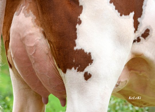 İthal Holstein Sperması