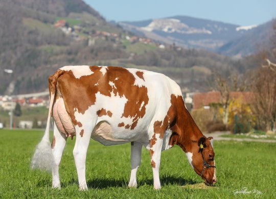 İthal Holstein Sperması