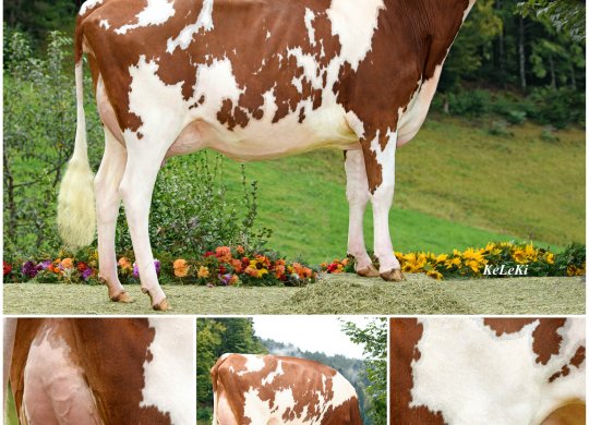İthal Holstein Sperması