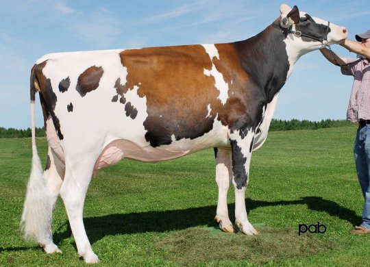 İthal Holstein Sperması