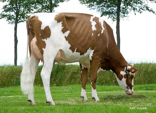 İthal Holstein Sperması