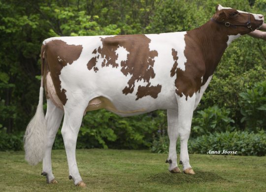 İthal Holstein Sperması