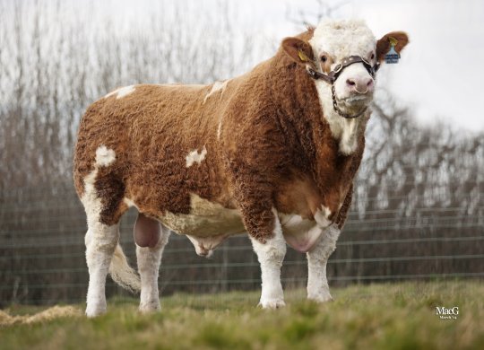 Simmental Sperması