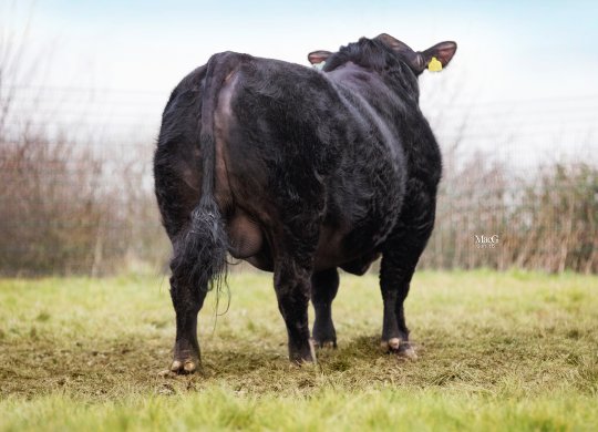 İthal Aberdeen Angus Sperması