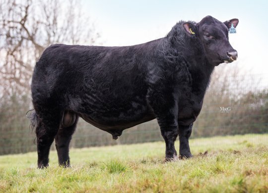 Aberdeen Angus Sperması