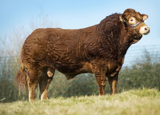 Limousin Sperması