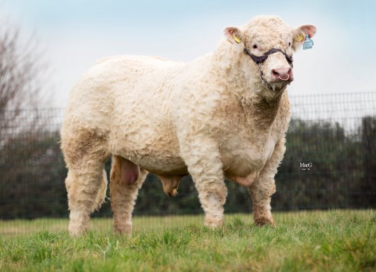 İthal Charolais Sperması