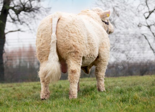 İthal Charolais Sperması