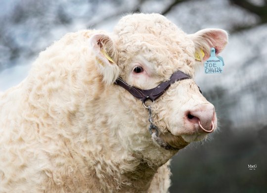 İthal Charolais Sperması