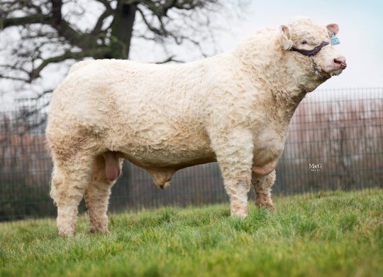Charolais Sperması