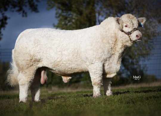 İthal Charolais Sperması
