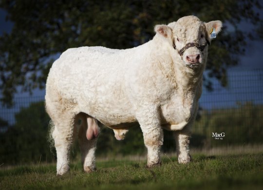 İthal Charolais Sperması