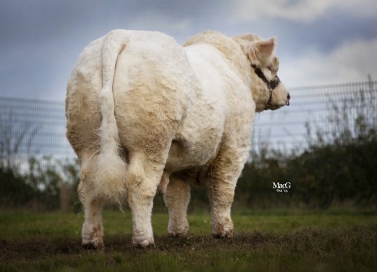 İthal Charolais Sperması