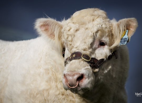 İthal Charolais Sperması