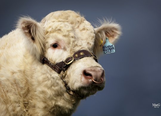 İthal Charolais Sperması