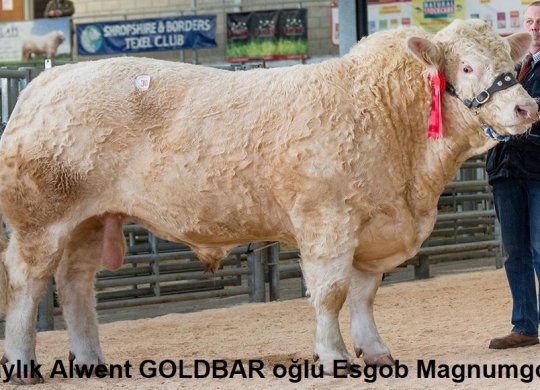 İthal Charolais Sperması