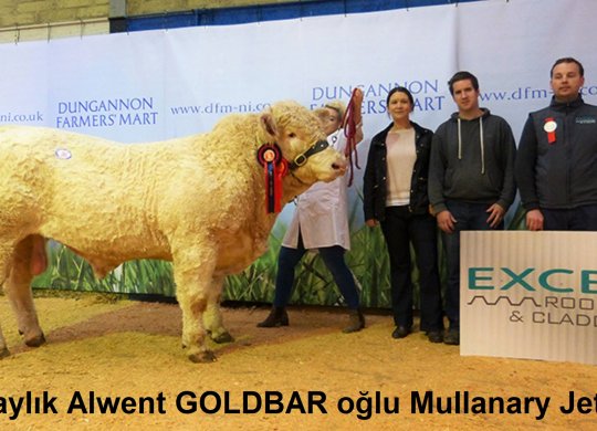 İthal Charolais Sperması
