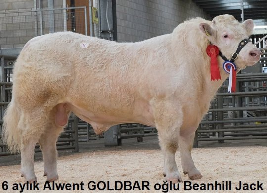 İthal Charolais Sperması