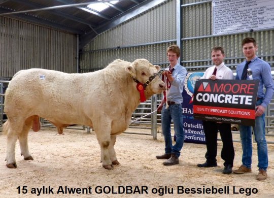 İthal Charolais Sperması