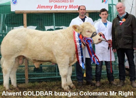 İthal Charolais Sperması