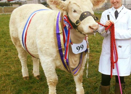 İthal Charolais Sperması