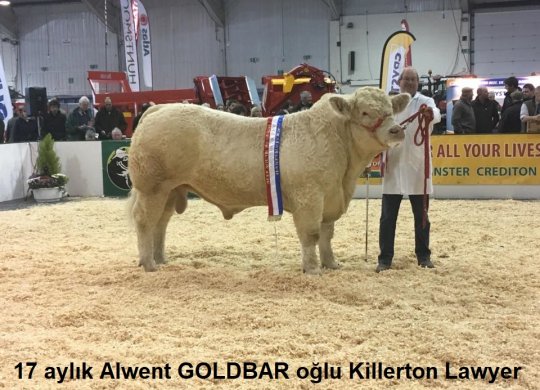 İthal Charolais Sperması