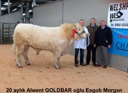 İthal Charolais Sperması