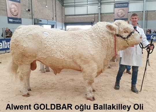 İthal Charolais Sperması